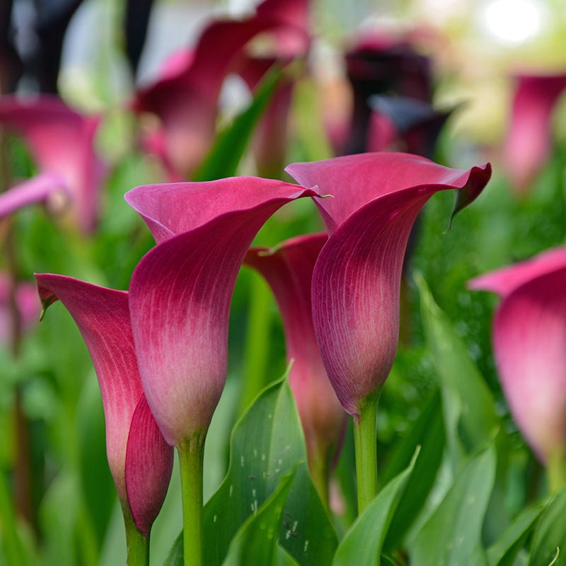 calla lily plant leaves Dynasty Calla Lily Bulbs, Zantedeschia