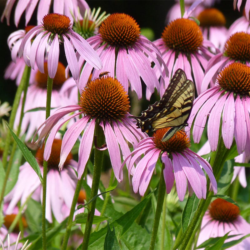 Purple Coneflower Seeds, Echinacea purpurea | High Country Gardens