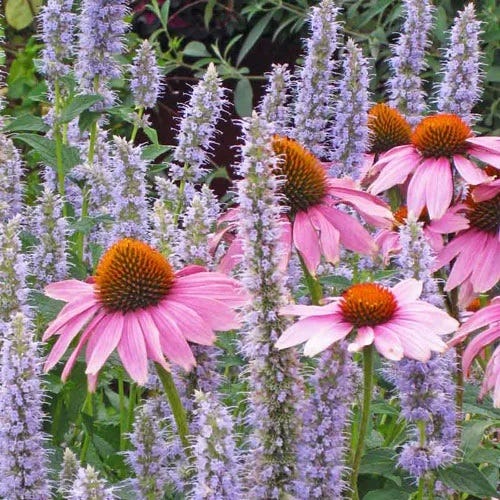 bulk echinacea seeds Purple Coneflower, Echinacea purpurea