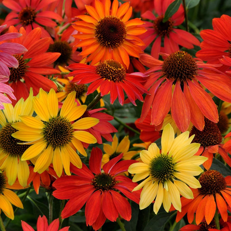 cheyenne succulent plant Cheyenne Spirit Coneflower Plant, Echinacea Cheyenne Spirit Plant