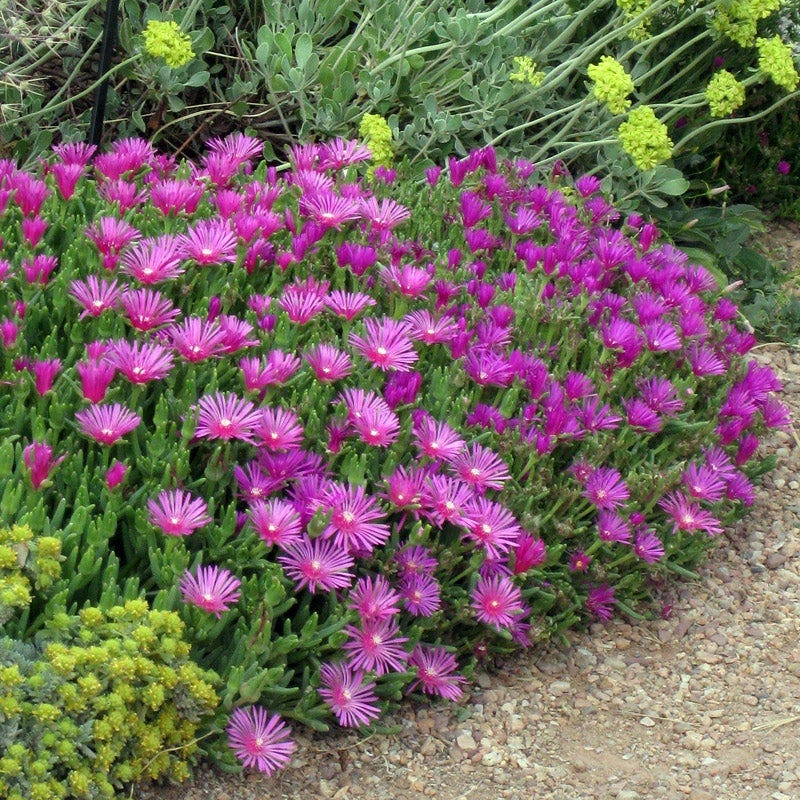ice plant Cooper's Hardy Ice Plant, Delosperma cooperi