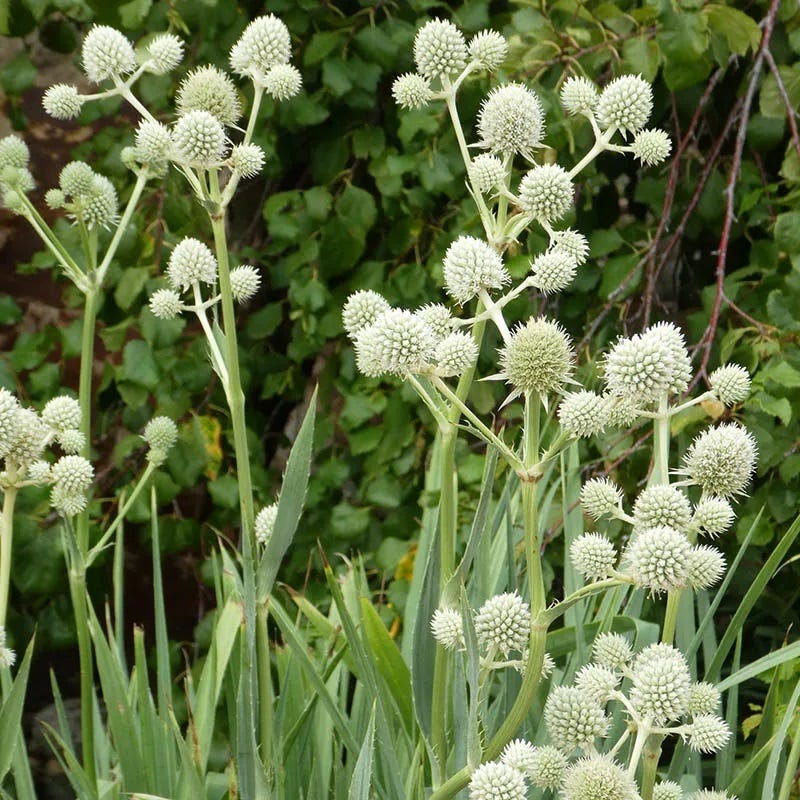 battle snake master plant Rattlesnake Master