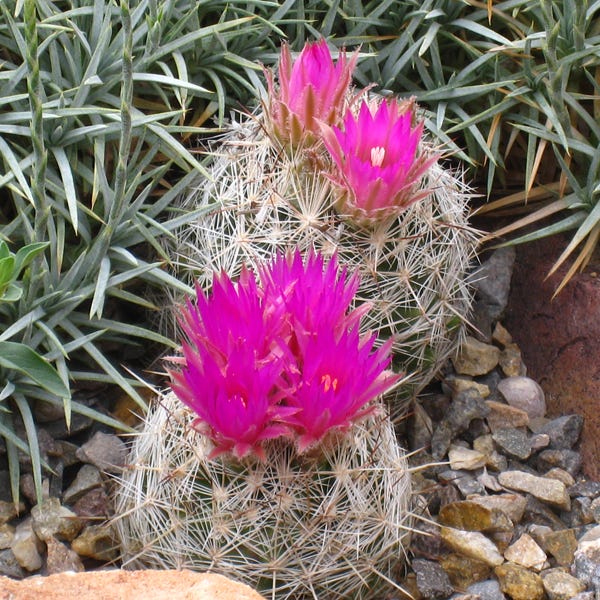 Escobaria vivipara Flagstaff, AZ, Spiny Star Cactus