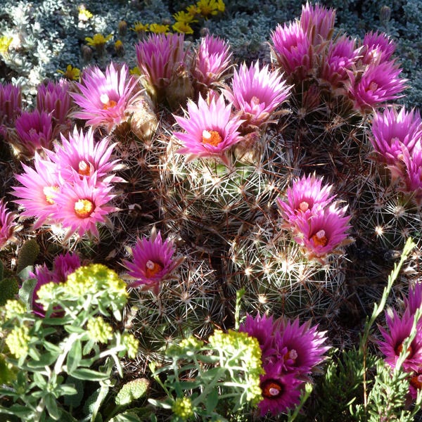 escobaria kaktus Escobaria vivipara Fremont Co. CO, Spiny Star Cactus