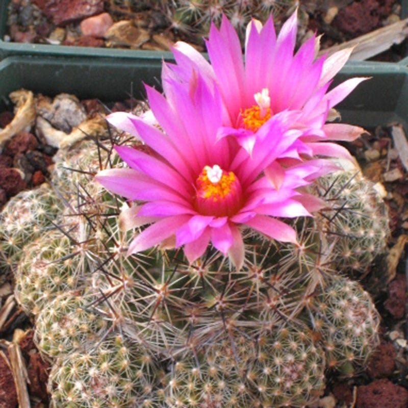new mexico succulents New Mexico Spinystar, Pincushion Cactus, Escobaria vivipara neomexicana
