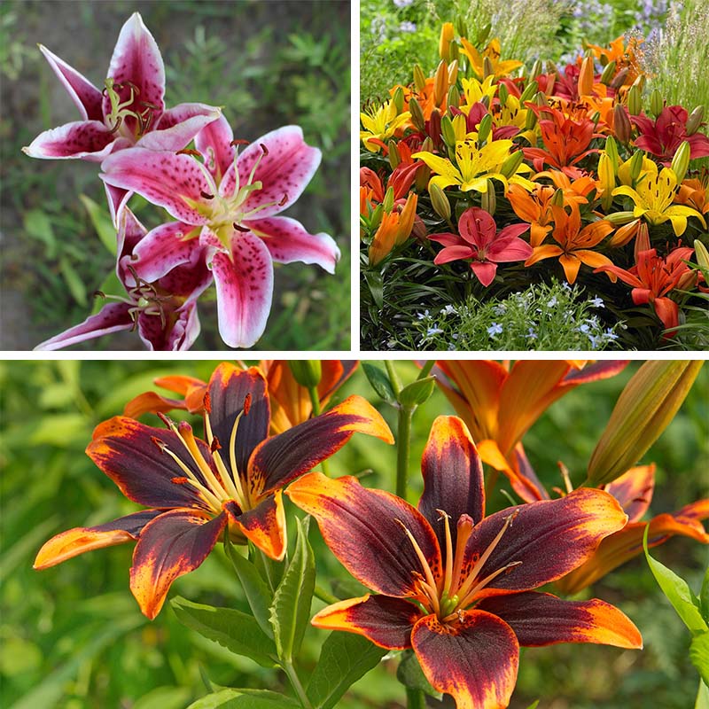 bulb lily flower Evening Sunset Lily Bulb Collection