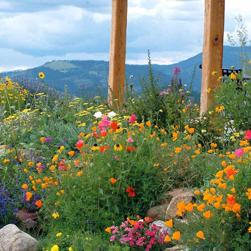 Fire Restoration Wildflower Seed Mix - 1 lb