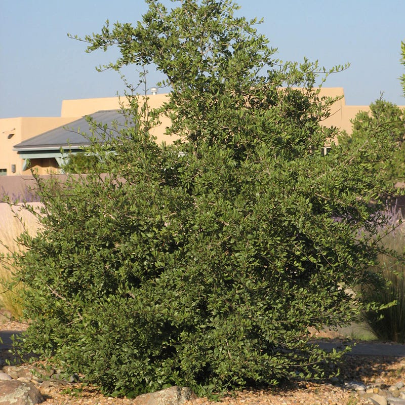 Forestiera neomexicana Happy Boy, New Mexico Privet, Desert Olive