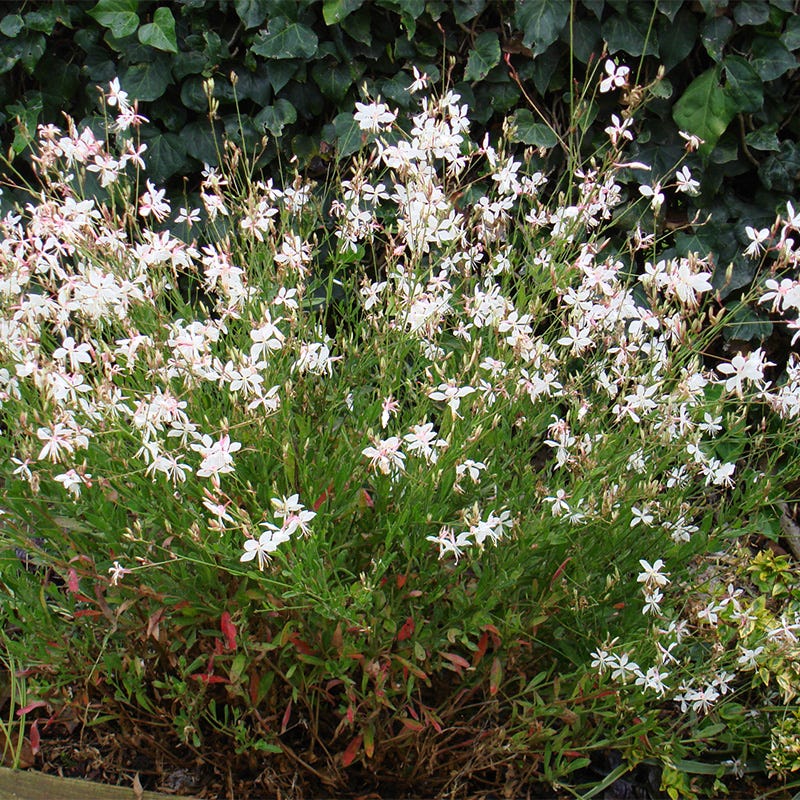 Snow Fountain Gaura, Beeblossom Grass | High Country Gardens