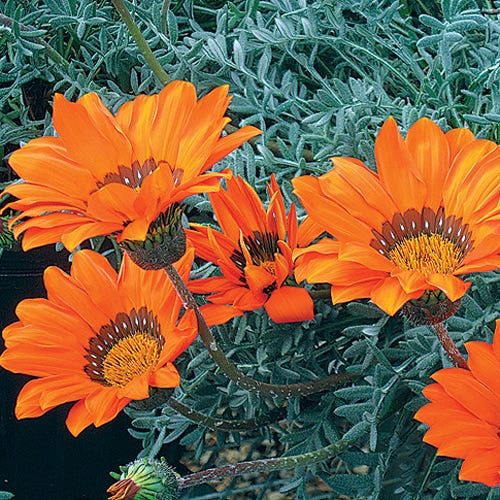 palm like plant with orange flowers Gazania krebsiana Hantamberg Orange, African Daisy