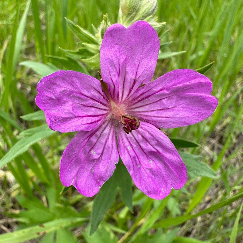 seed geraniums for sale near me Sticky Geranium