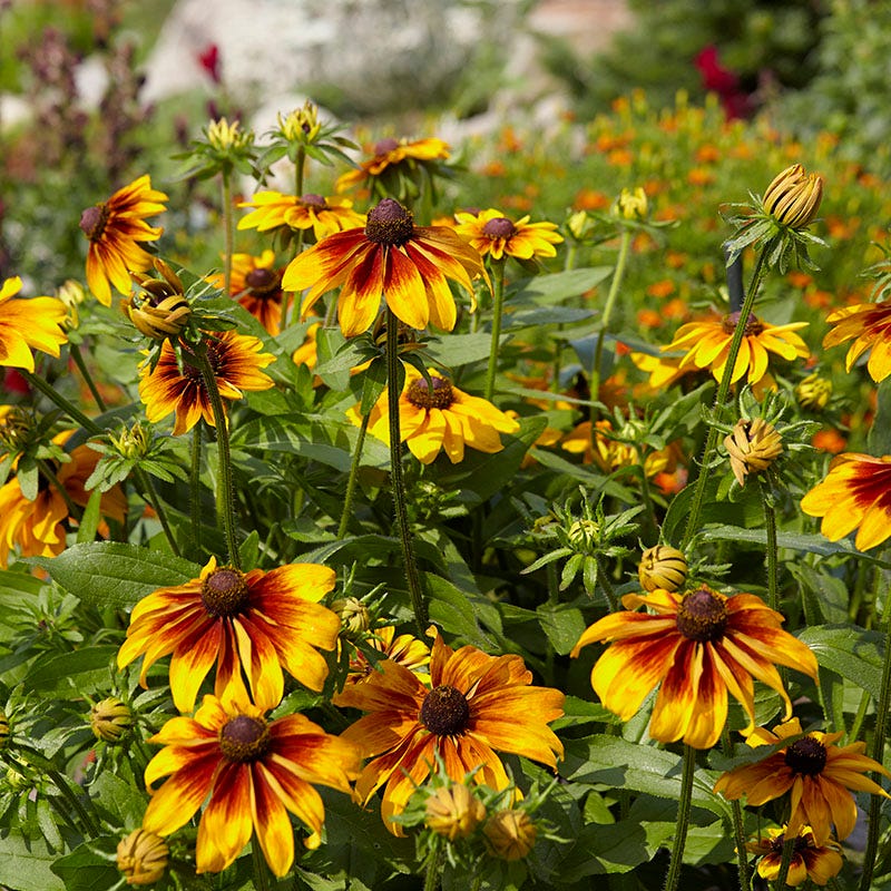 Gloriosa Daisy Seeds, Rudbeckia hirta