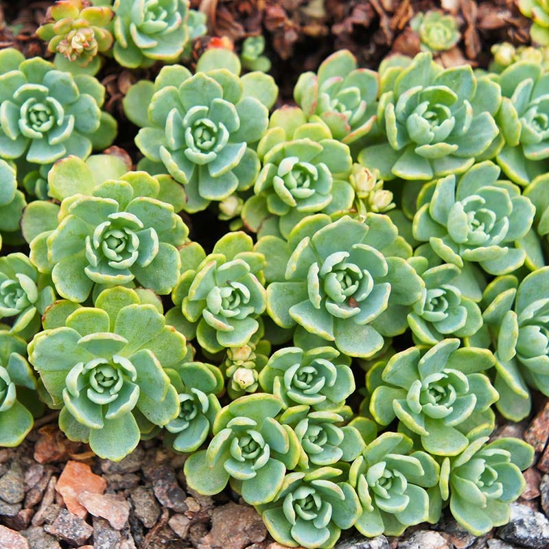 sedum stonecrop succulent Sedum pachyclados
