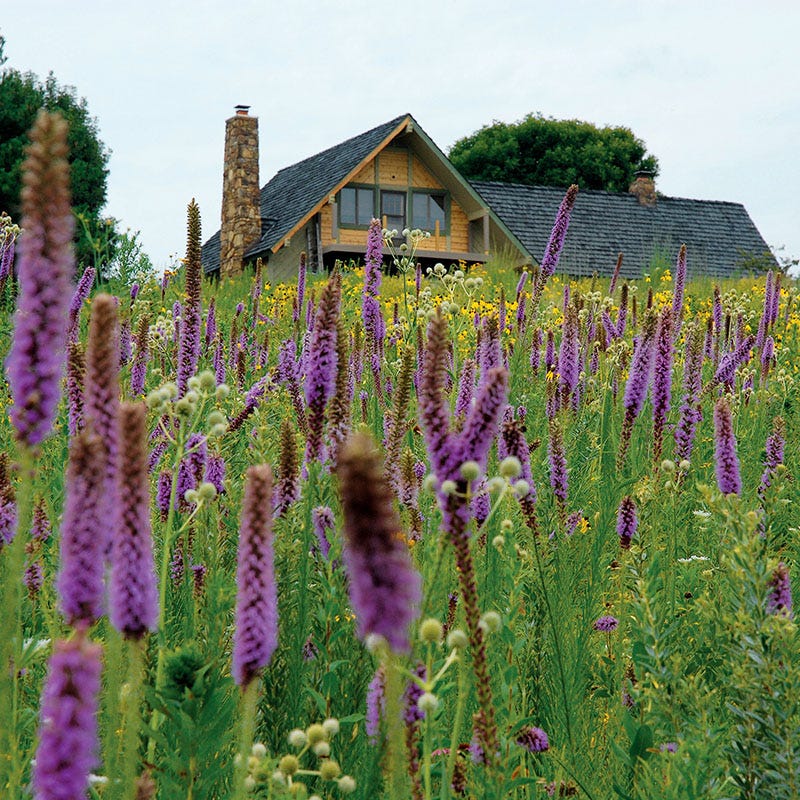 wild meadow flower seeds High Country Meadow Mix Native Wildflower Seed
