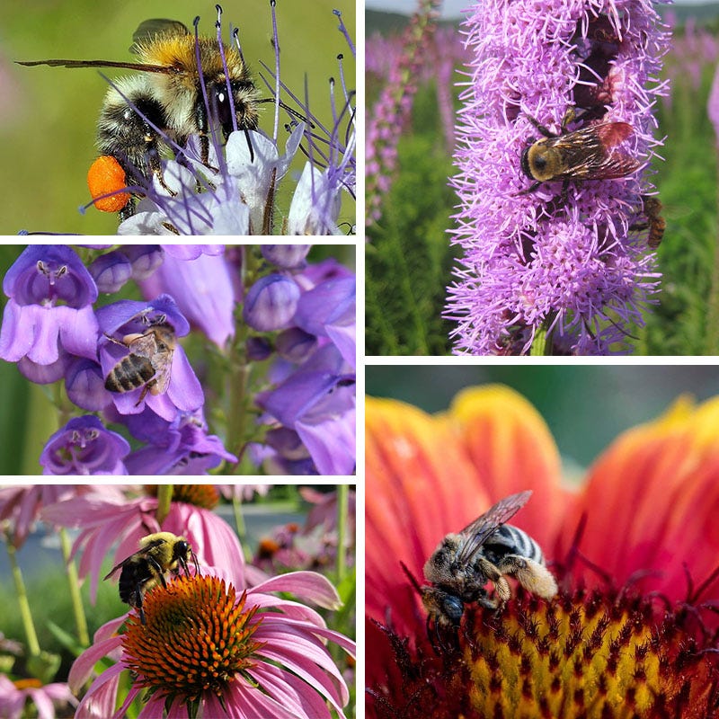 bee flower seeds Native Bee Habitat Wildflower Seed Mix