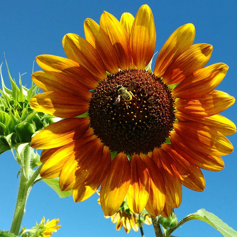 sunflower seeds for garden Autumn Beauty Sunflower Seeds, Helianthus annuus