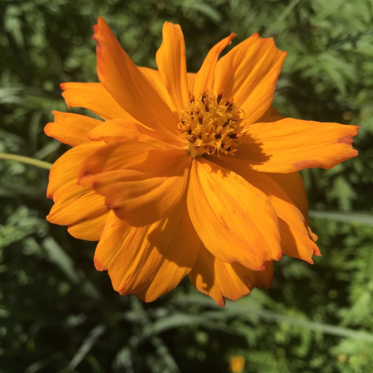 orange cosmos flower seeds Sulphur Cosmos Seeds, Cosmos sulphureus