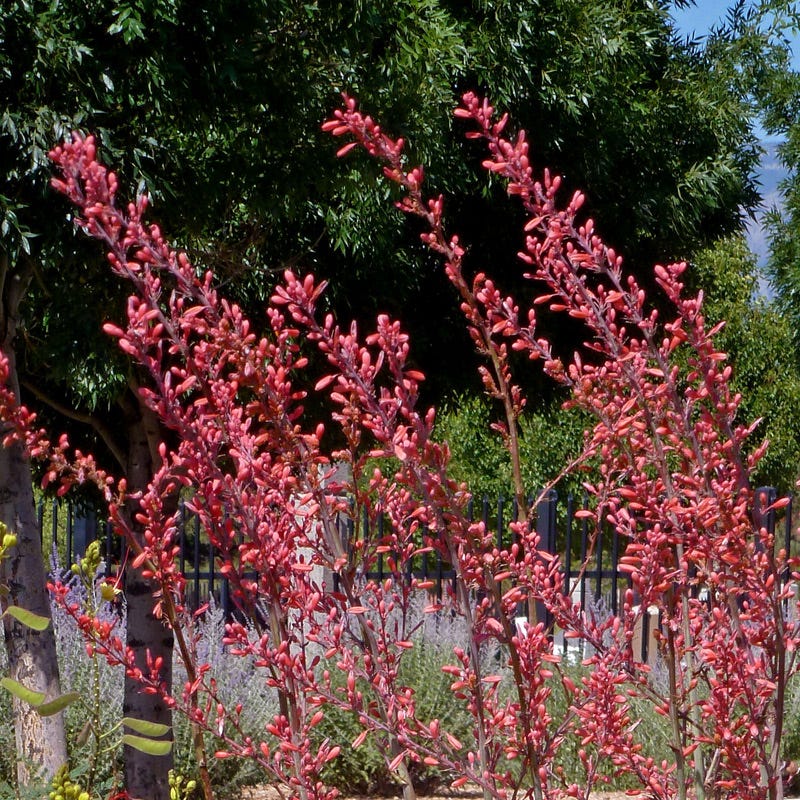 can red yucca grow in shade Straight Up Red Texas Yucca, Hesperaloe parviflora