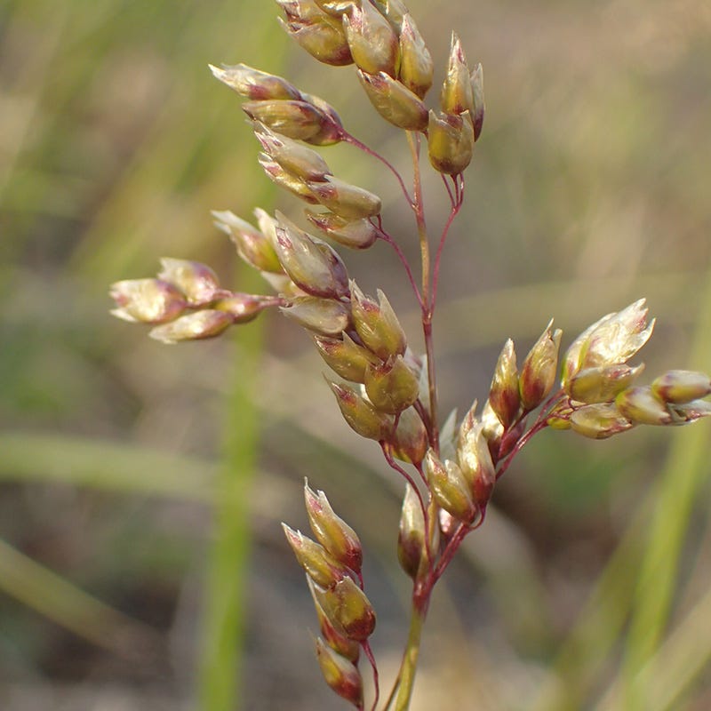 Sweetgrass, Hierochloe odorata