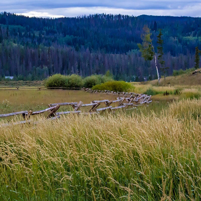 planting grass seed in fall colorado High Mountain Grass Seed Mix