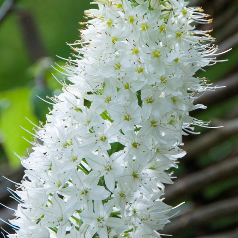 foxtail lily white Himalayan Foxtail Lily, Eremurus