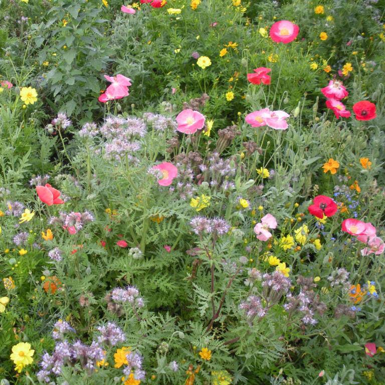 honey bee wildflower seed mix Honey Bee Wildflower Seed Mix