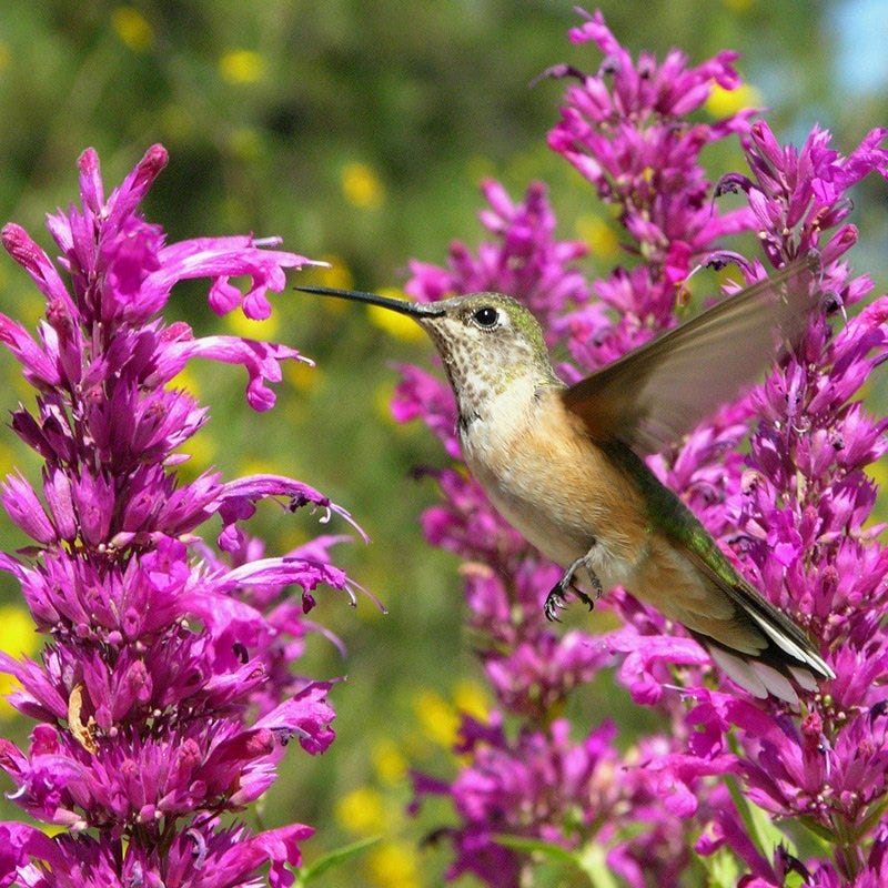 hummingbird succulent Rosita Hummingbird Mint, Agastache cana Rosita
