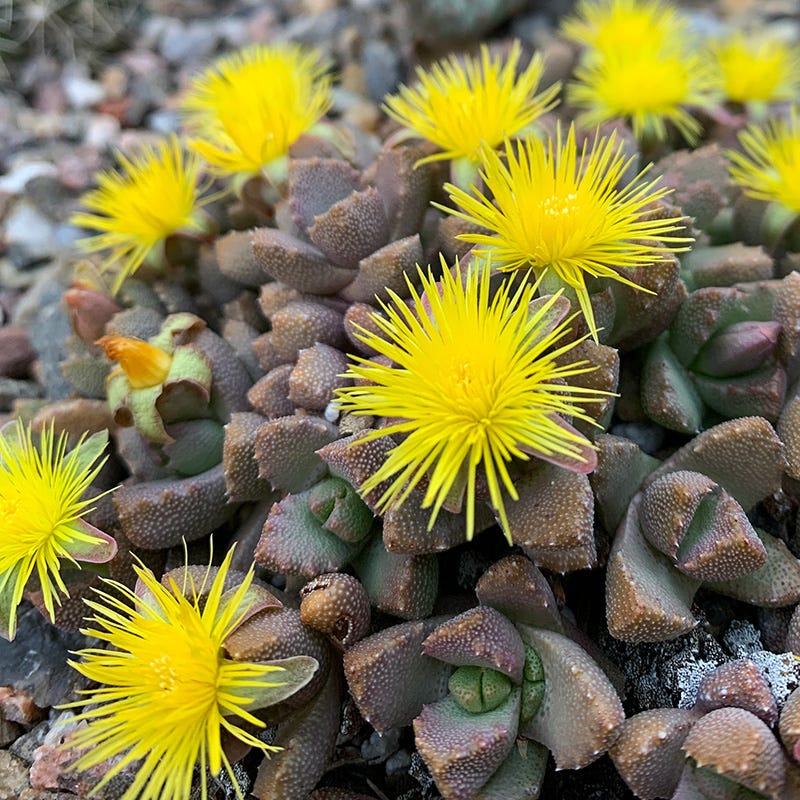 night blooming indoor plants Night-Blooming Ice Plant, Stomatium mustilinum