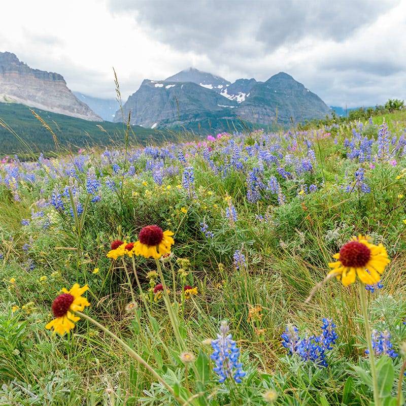 mountain wildflower seed mix Intermountain Native Wildflower Seed Mix