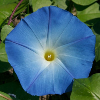 morning glory seed Heavenly Blue Morning Glory Seeds, Ipomoea
