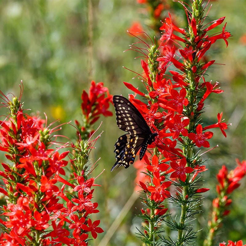 red flower seeds Texas Plume Seeds, Ipomopsis rubra