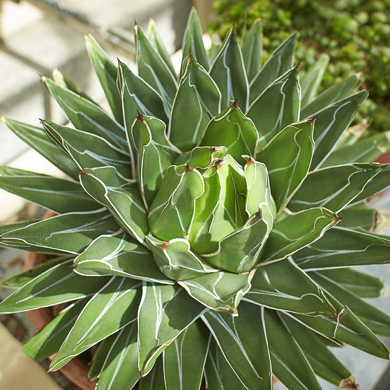 agave plant with snake like growths at top King Agave