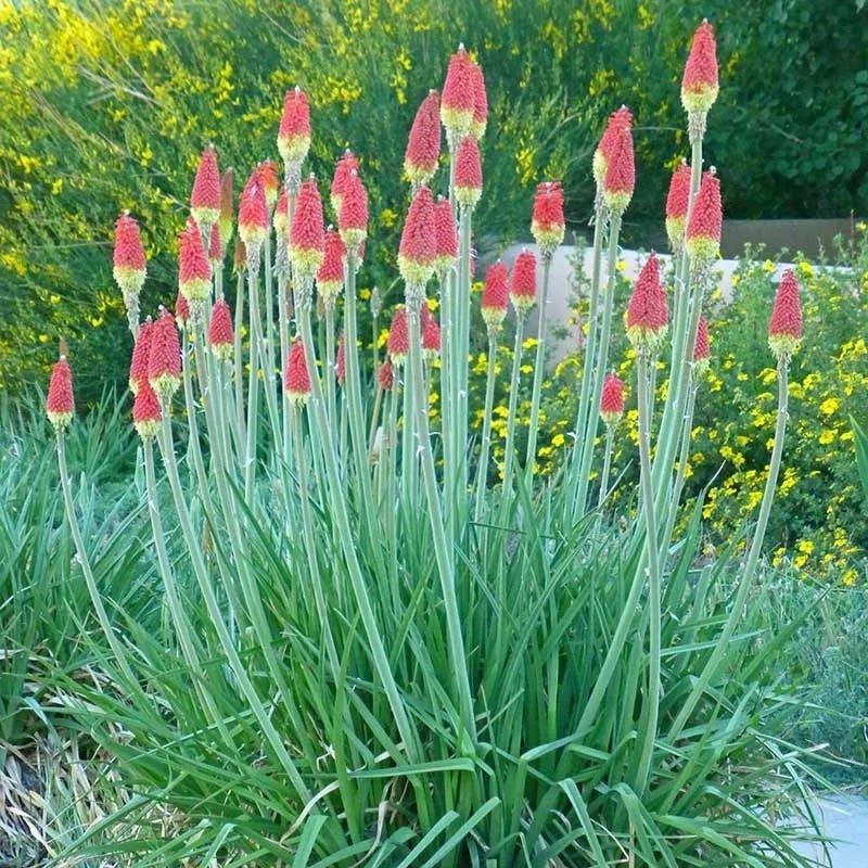 Pfitzer Red Hot Poker Mix | Hummingbird Magnet