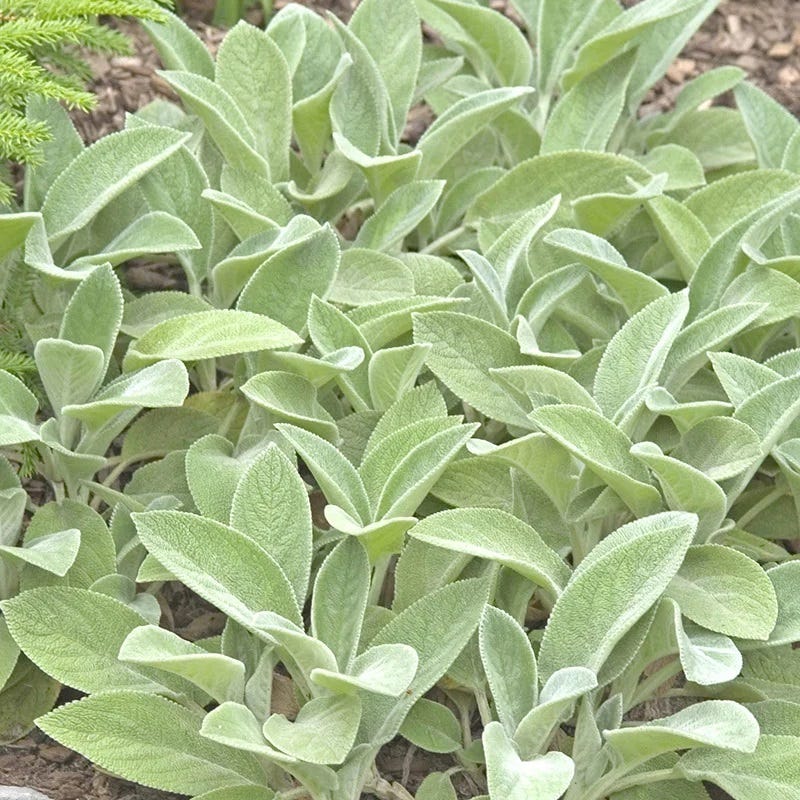 rabbit's ear plant indoor Helen von Stein Lamb's Ear, Stachys byzantina