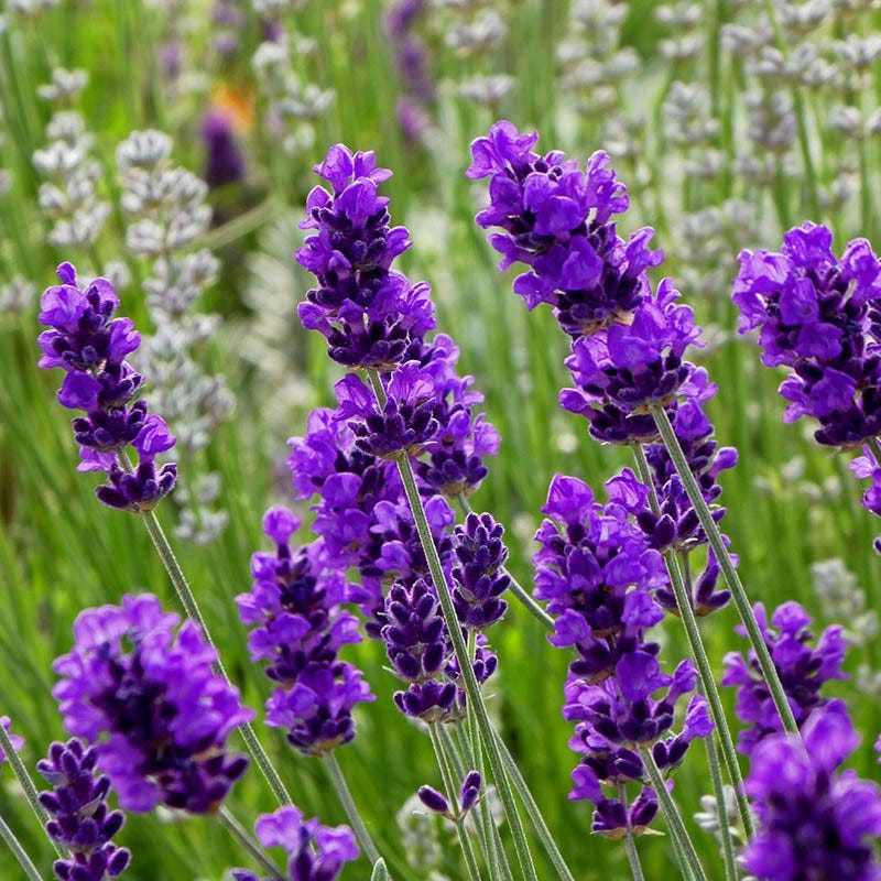 does english lavender flower FlowerKisser™ After Midnight English Lavender, Lavandula