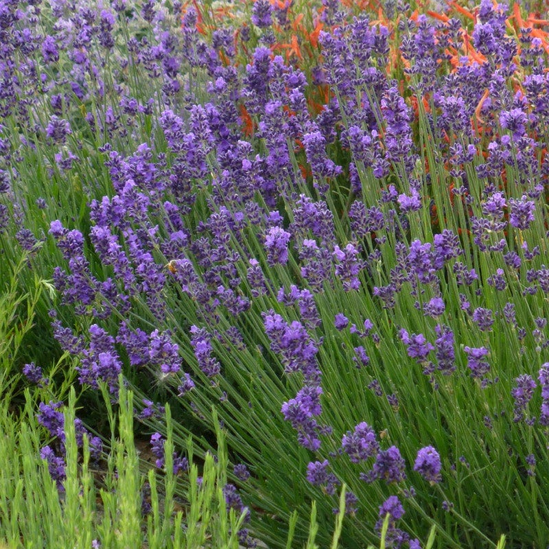 munstead english lavender plant care Munstead Violet English Lavender, Lavandula angustifolia