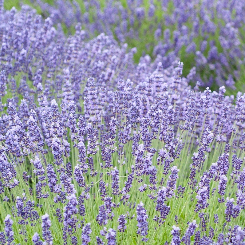 royal purple lavender plants Royal Velvet English Lavender, Lavandula angustifolia