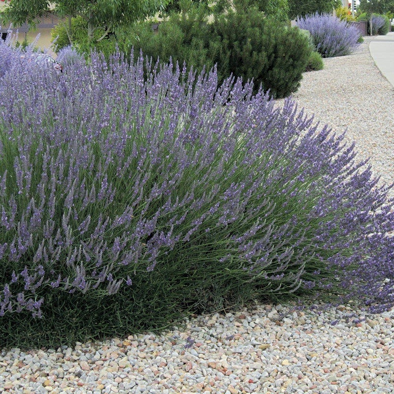 french lavender plants for sale Grosso French Lavender, Lavandula intermedia