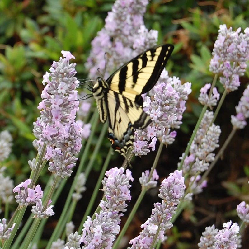 miss katherine lavender plants Miss Katherine Lavender, Lavandula angustifolia