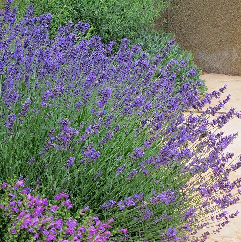 one lavender flower Pastor's Pride English Lavender, Lavandula angustifolia