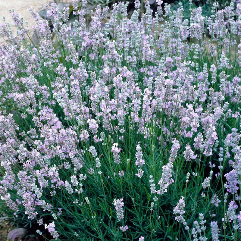 little lottie lavender plants for sale Provence French Lavender Plants, Lavandula intermedia Provence