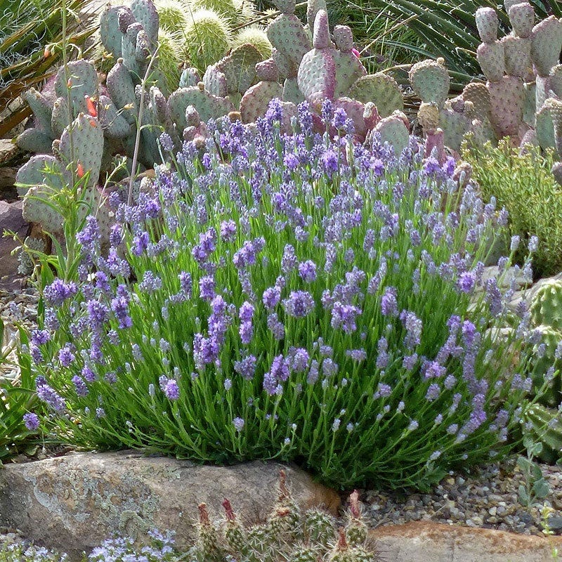 lavender plant 1 gallon Wee One Dwarf English Lavender, Lavandula angustifolia