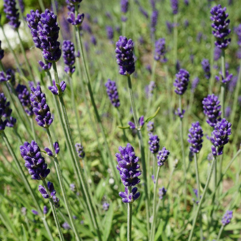 hidcote blue lavender plants Hidcote Blue English Lavender, Lavandula angustifolia