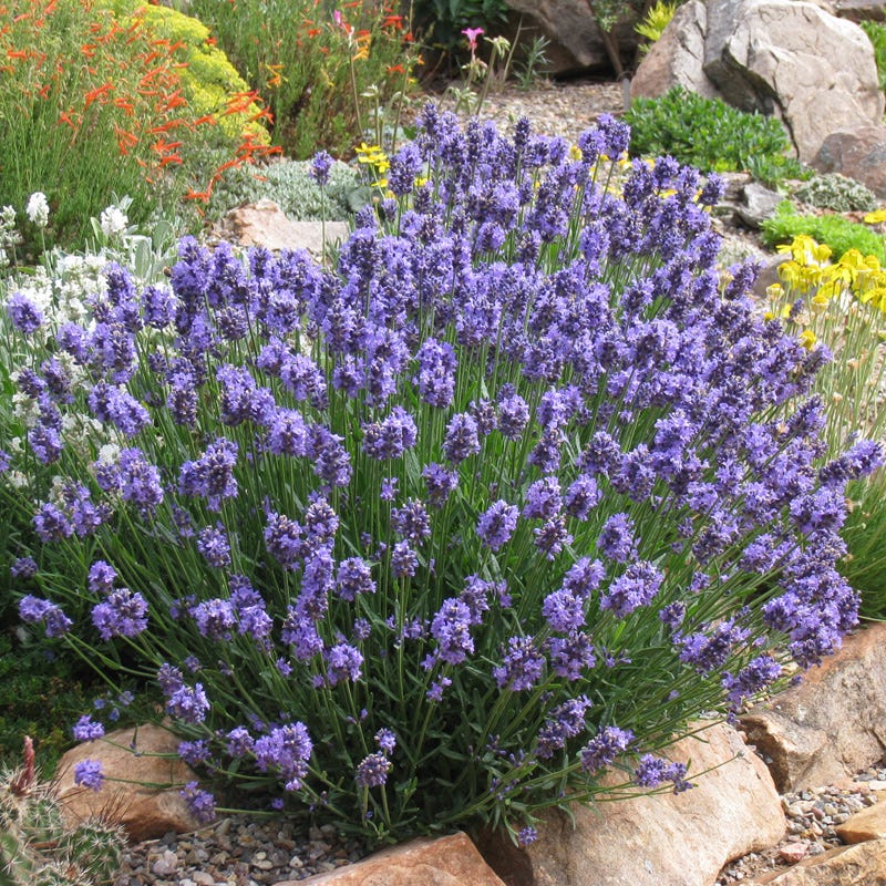 Thumbelina Leigh Dwarf English Lavender, Lavandula angustifolia
