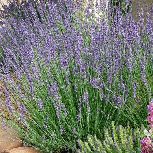french lavender from seed Gros Bleu French hybrid Lavender, Lavandula intermedia