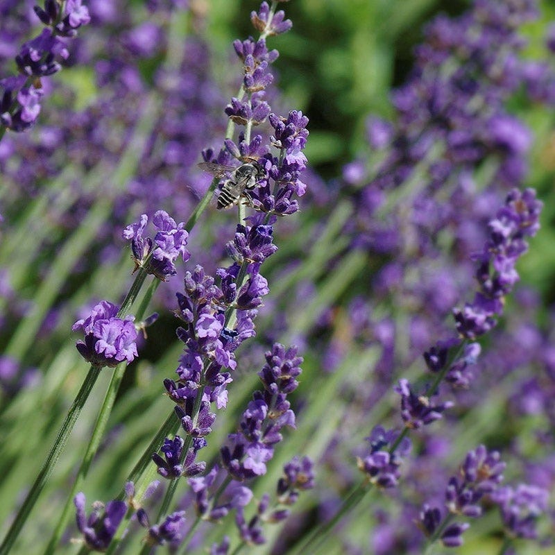 robertas lavender plants English Lavender- 5Lt Pot