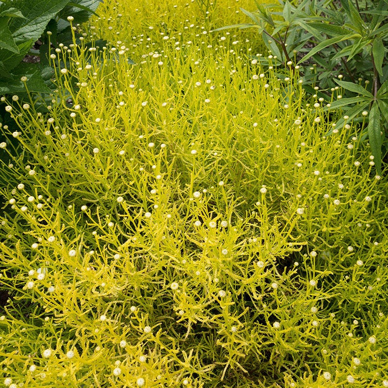 lavender plant with yellow flowers Lemon Fizz Santolina, Lavender Cotton