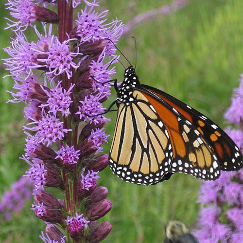 blazing star wildflower seed company Blazing Star, Gayfeather Seeds, Liatris spicata