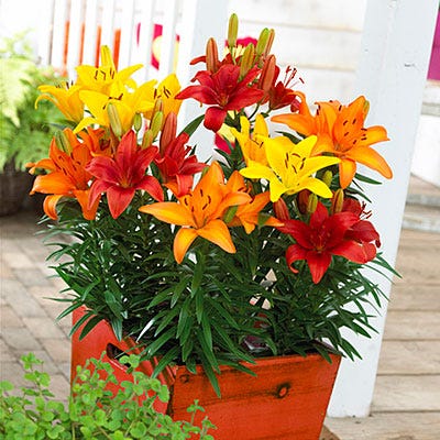 asiatic lilies bulbs Sunset Asiatic Lily Bulb Mix, Lilium