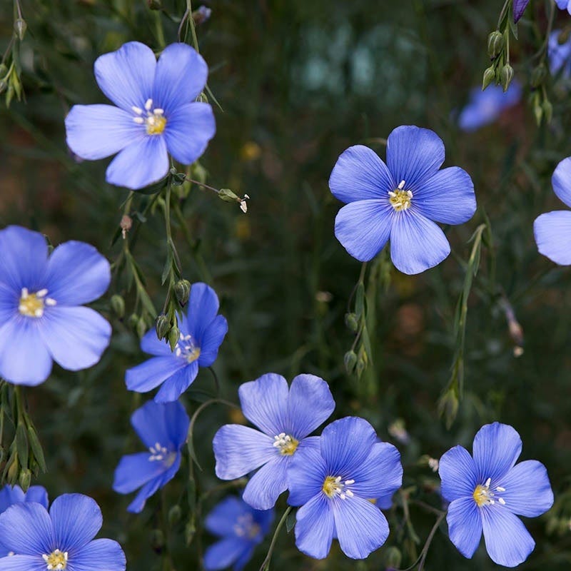 flax seeds planting Blue Flax Seeds, Linum perenne